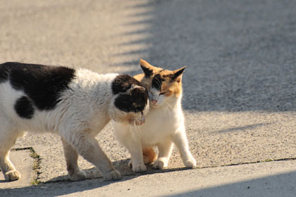 真鍋島の猫9
