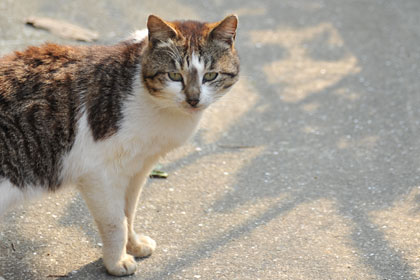 真鍋島の猫5