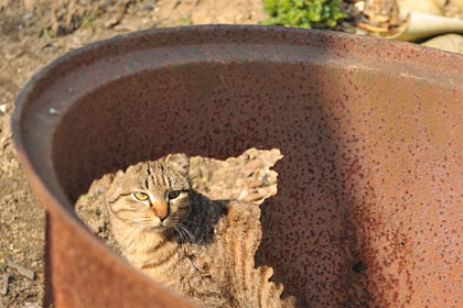 真鍋島の猫8