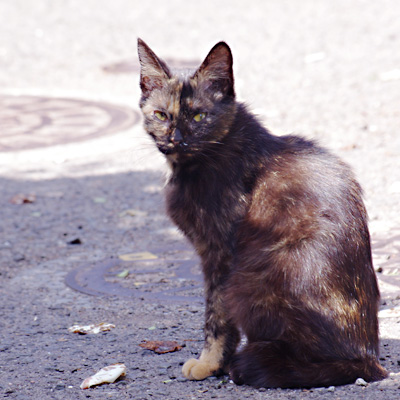 ケンカ後のすごみのある目線をこちらにおくるサビ猫の写真
