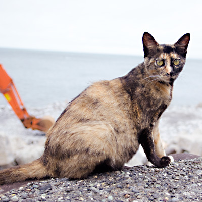 海が見える堤防の上でポーズをとるサビ猫の写真