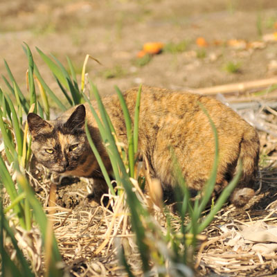 畑の中から身を低くして振り返るサビ猫の写真