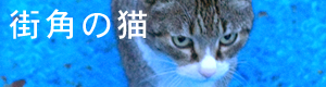 青い鉄板の上で佇む猫の姿のバナー「街角の猫」写真ページへ