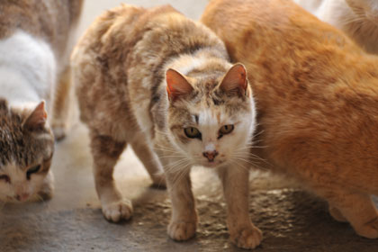 真鍋島の猫1
