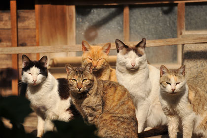 真鍋島の猫2
