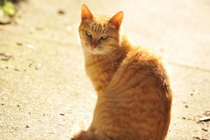 真鍋島の猫3