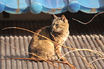 真鍋島の猫4