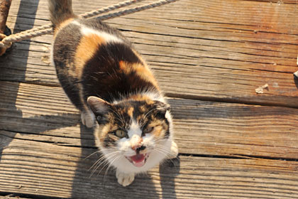 真鍋島の港猫2