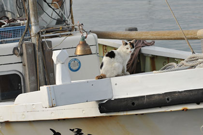 真鍋島の港猫4