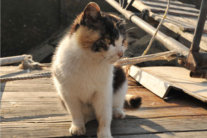真鍋島の港猫5