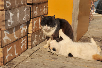 真鍋島の港猫6