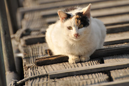 真鍋島の港猫7
