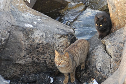 真鍋島の岩坪港猫10
