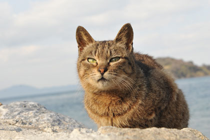 真鍋島の岩坪港猫1