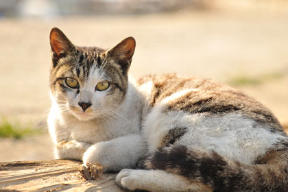 真鍋島の岩坪港猫3