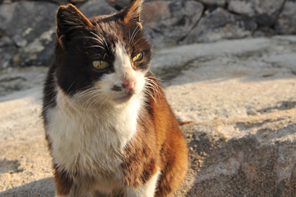真鍋島の岩坪港猫4