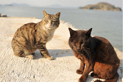 真鍋島の岩坪港猫6