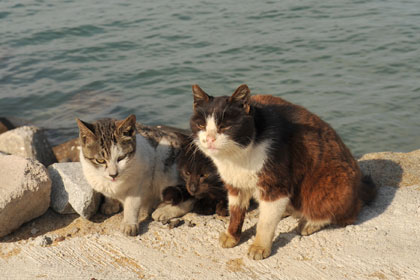 真鍋島の岩坪港猫7
