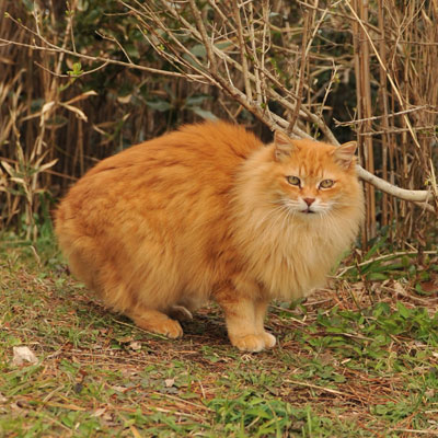 サビ猫の写真