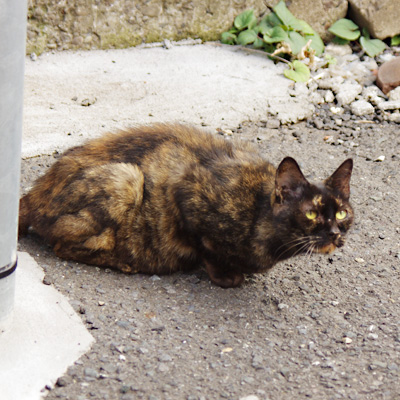 警戒態勢らしく駐車場の隅で身を低くしているサビ猫の写真