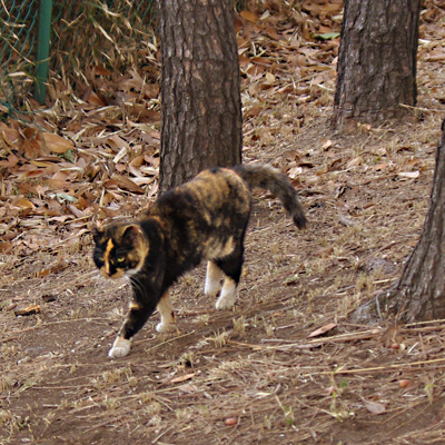 木の間を縫ってあるいているサビ猫の写真