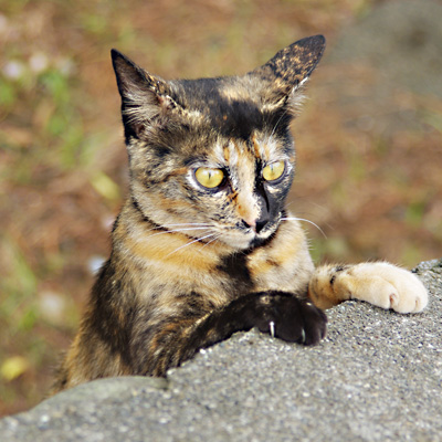 アップのサビ猫の写真、ボス的な威厳のある表情