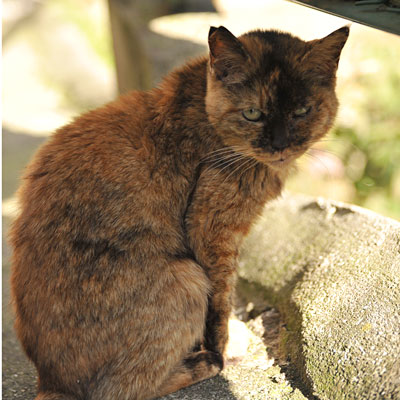 干した布団を日よけに佇むサビ猫の写真