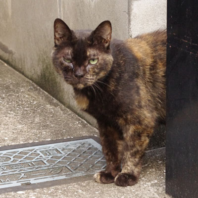 駐車場の端から通りを伺って顔を出しているサビ猫の写真