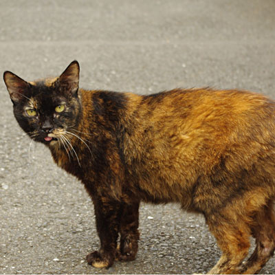 住宅街の狭い路上でコチラを振り返るところのサビ猫の写真
