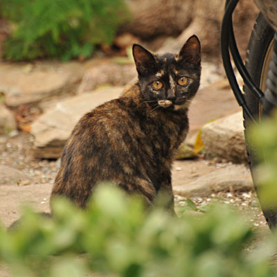 民家の庭の奥からカメラを構える人をじっと見るサビ猫の写真