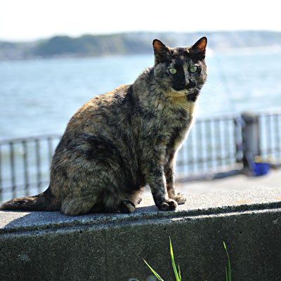 朝の江ノ島、港で太陽の光を浴びているサビ猫の写真