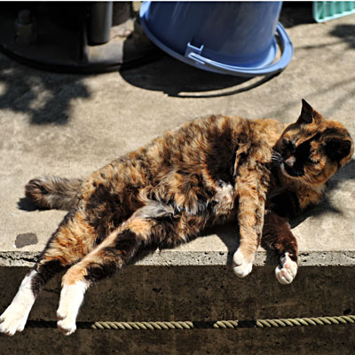 器用に両足をロープに引っかけ寝転ぶサビ猫の写真