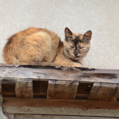 屋根の上から睨み付ける顔がこわいサビ猫の写真