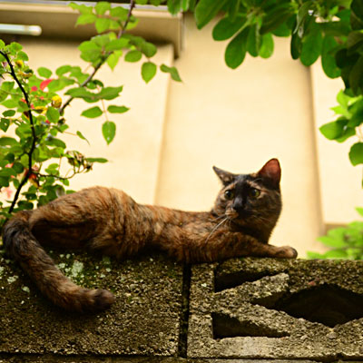 アパートの塀の上に寝転び様子をうかがうサビ猫の写真