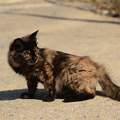 民家の玄関から出てきた生後1年未満の小さなサビ猫の写真