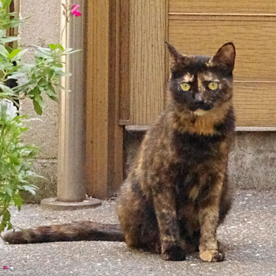 民家の玄関前お迎えをするようなサビ猫の写真
