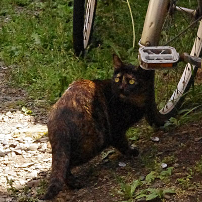 おどろいて自転車の下へ移動し様子を見ているサビ猫の写真