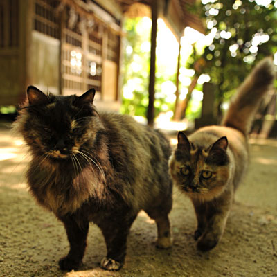 仲良く境内に暮らす同じ長毛でも毛の長さが違う二匹のサビ猫の写真