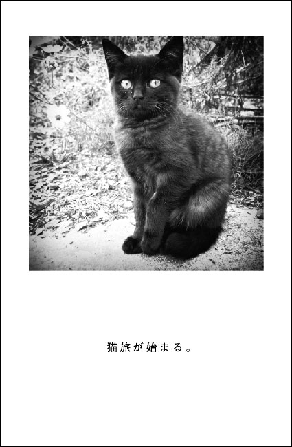 展示される猫写真