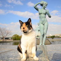 江ノ島の円形噴水の彫像の前でポーズと取る猫