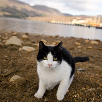 芦ノ湖湖畔。看板を付けられた猫たちと一緒に湖畔に住んでいる八割れ猫