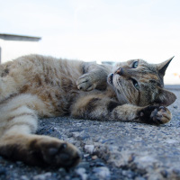 道路の上で笑い転げるようなむぎわら猫。目はマジ