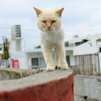 2年ぶりに再会したらすっかりおやじ猫になっていた沖縄・渡嘉敷島の薄トラ系シャム猫