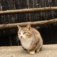 樽猫が樽のような壁を持つ家の前で佇む