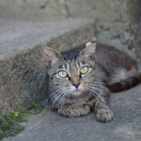 牛島の民家の前で涼み中の猫。人の気配で顔を上げている。