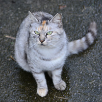 石垣島の人口島にいた猫は額にオレンジの縞模様が光る