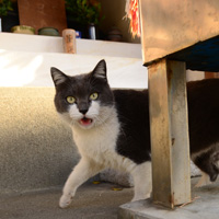 江ノ島に住んでいる鬼のような風貌の猫
