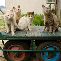 ごはんをねだって台車の上に上ってくる猫たち