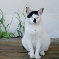 三浦半島のマグロで有名な港近くで落ち着いた雰囲気の猫。まるでカフェにいるような佇まい