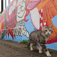 加唐島のボス猫が学生が描いた壁の前を闊歩する